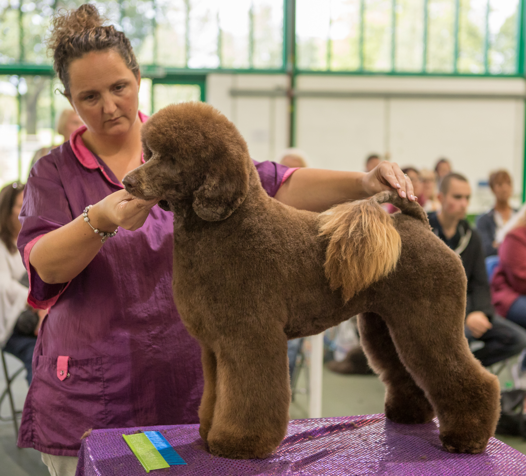 6 Day Dog Grooming Course UK Grooming Courses