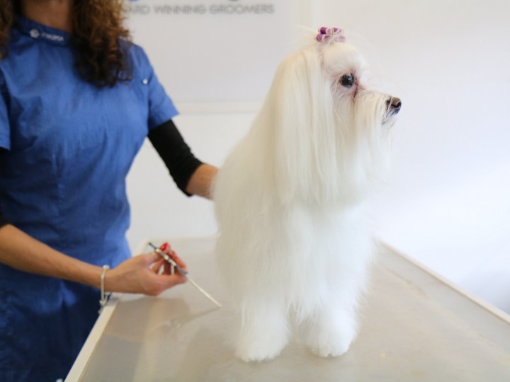 City and guilds level 3 sales dog grooming