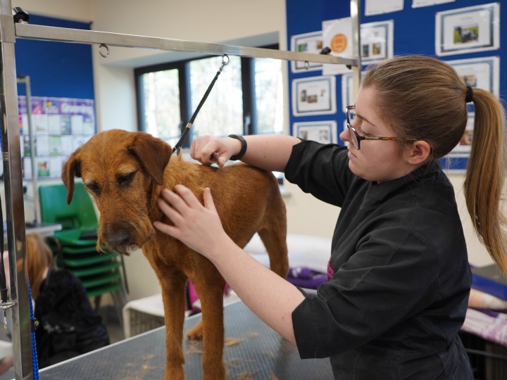 Dog Grooming Salons UK Grooming Courses